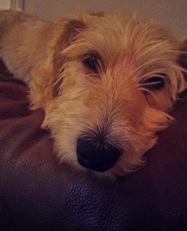 LisaLisaw1's tweet photo. Please RT Presumed #Stolen #FindWinnie Female #BichonFrise Cross Adult Spayed Microchipped 30.06.20 #Lost #Goytre near #PortTalbot #Wales SA13 #stoppettheft https://t.co/wpenZCX8FN