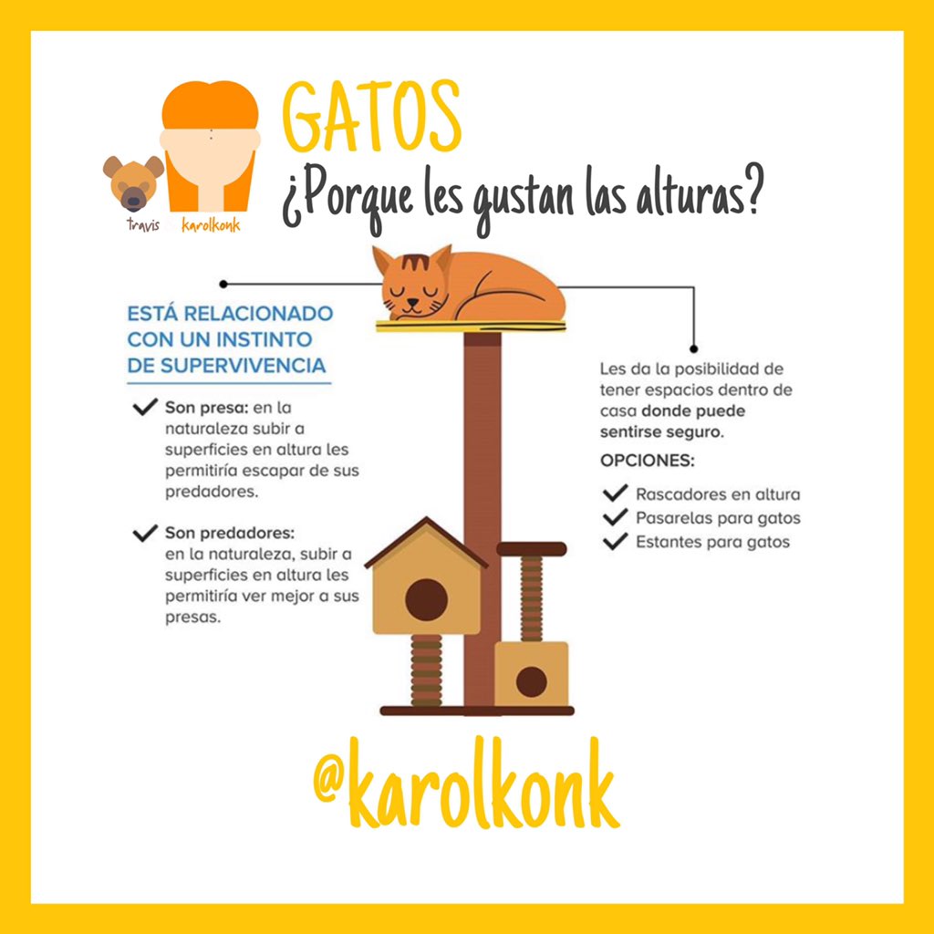 ¿Porque a tu gato le gustan tanto las alturas? #gato #tips #mascotas