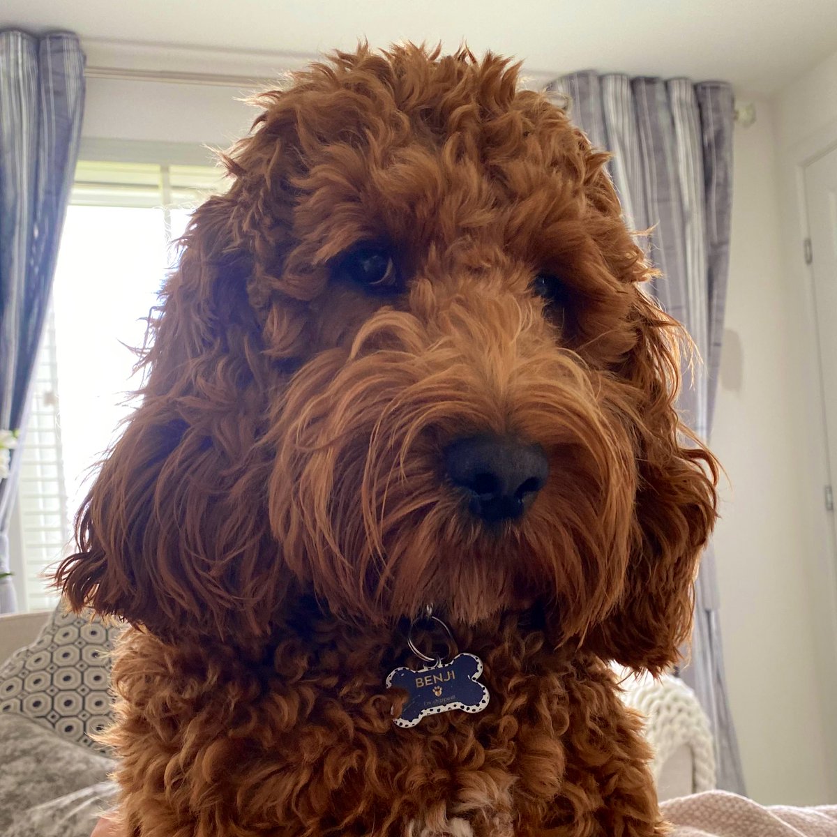 MissKGallacher's tweet photo. The most photographed dog to ever exist 🐾 https://t.co/cT9Cvxo95m