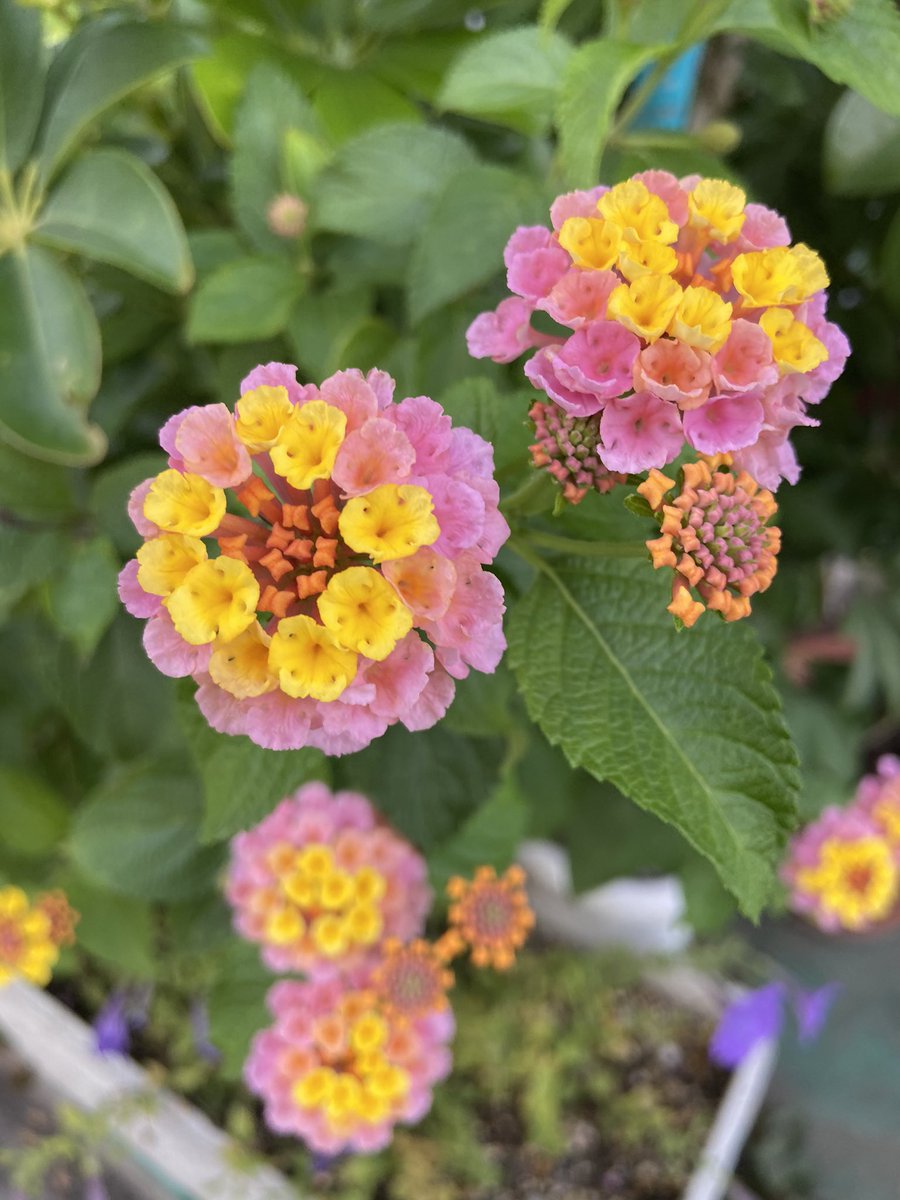 菅間隆之 Sugama Takayuki V Twitter 僕も大好きであすかちゃん 可愛かったです それから羽場裕一さんと 七瀬なつみさん好きになりました 五つ子と天までとどけ ざけんなよも好きでした