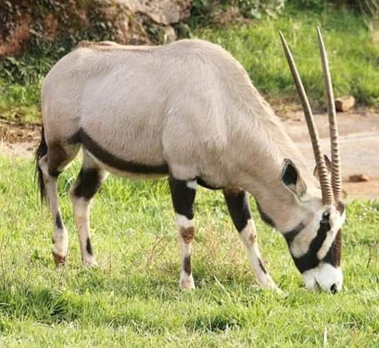 Waaw kon Abdu Karim Sàll mii dërëx na kooba yi nii rekk ?
Sétététét 🤔

YSB 😢😢😢