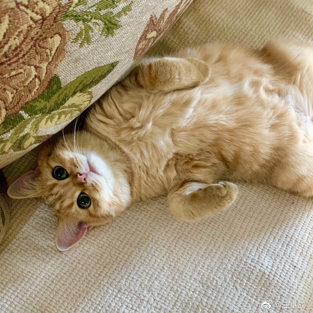 daily danta (@daily_danta) on Twitter photo 