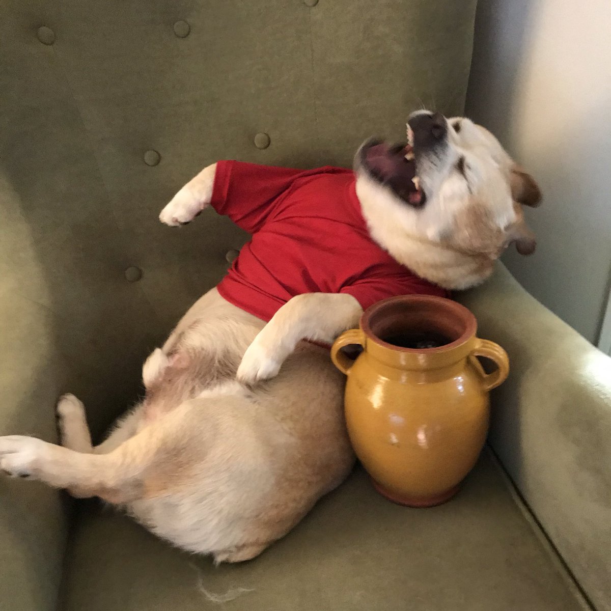 amylaurajones's tweet photo. We tried to do a Winnie-the-Pooh themed photo shoot with Iggy and it did not go well https://t.co/08Kd89yMIM