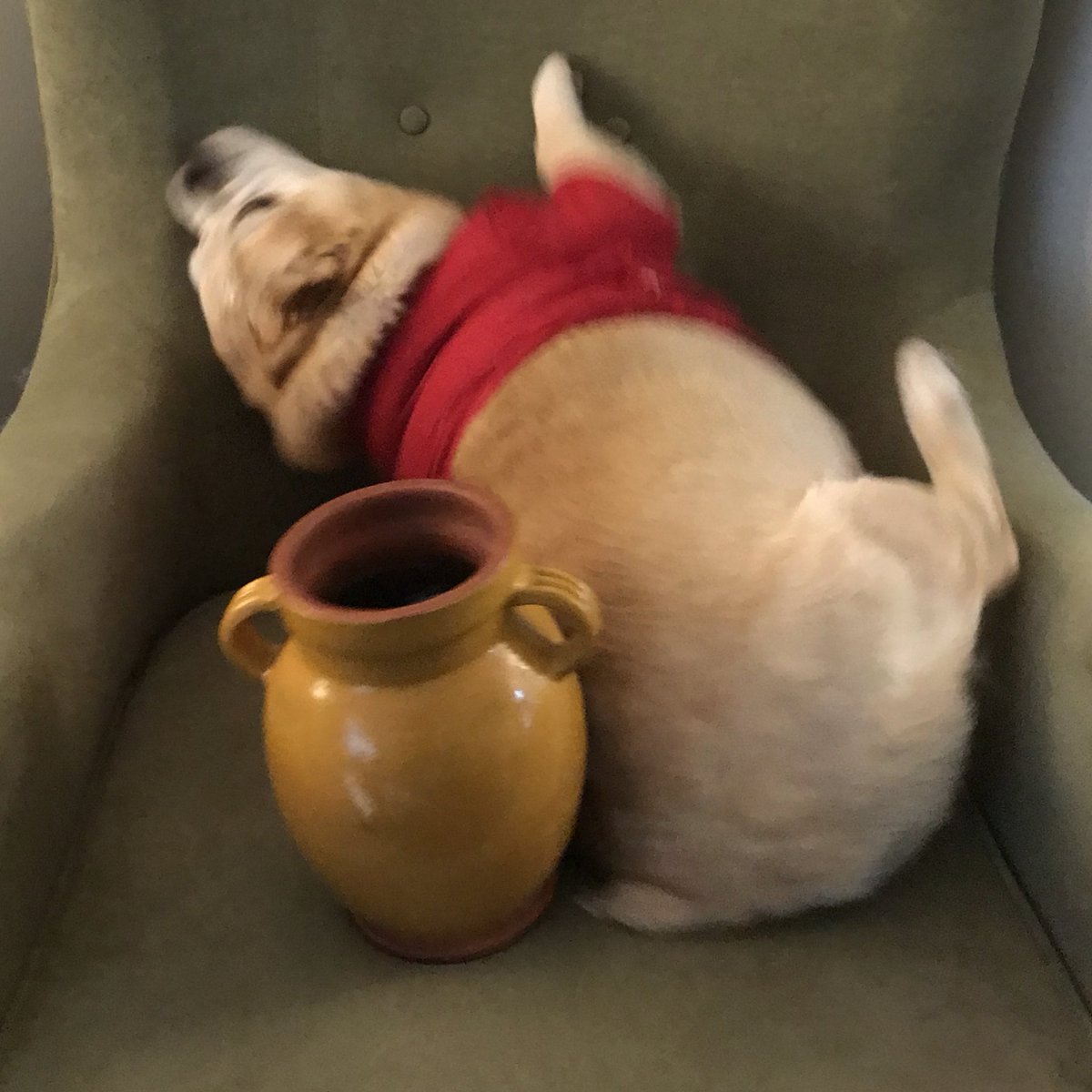 amylaurajones's tweet photo. We tried to do a Winnie-the-Pooh themed photo shoot with Iggy and it did not go well https://t.co/08Kd89yMIM