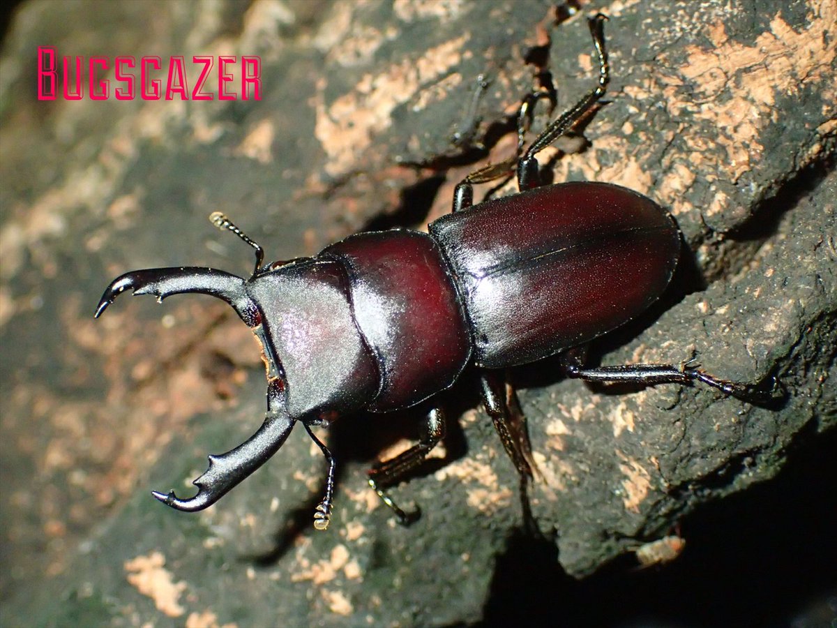 تويتر Bugsgazer 虫をみるひと على تويتر 赤が強く鮮やかに発色している 大顎のみならず実はカラーバリエーションの幅も広いようだ スジクワガタ Dorcus Striatipennis Suji Kuwagata T Co 6amdllli3z