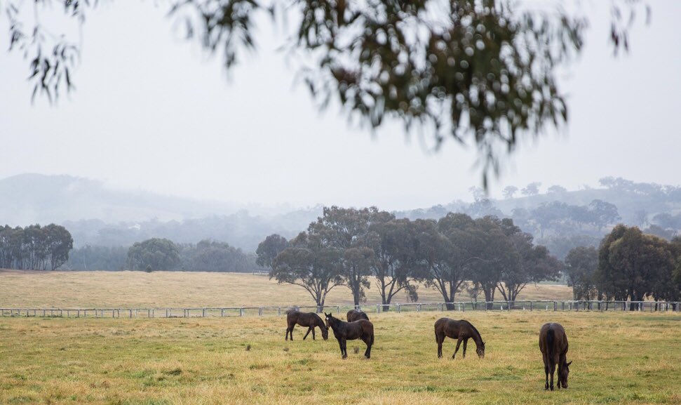 GooreeStud's tweet photo. Rainy Sunday 🌧🐎
#gooree #rain #sunday #horses #thoroughbreds #horse #SundayMorning https://t.co/FRLDxSdgBu