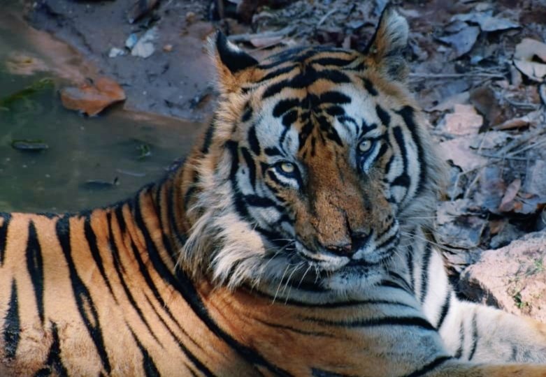 BandhavgarhTig2's tweet photo. Meet one of our alpha males - T-22 aka BHEEM! Dominating, ruthless muscleman of Bandhavgarh! Reminiscent of BTR's dominant male gene pool! Belongs to BTR's legendary tigers league like Charger, B2, Bamera! Huge territory in a tiger dense habitat!#wildlife @minforestmp @MPTourism https://t.co/VEvu8OW2l4
