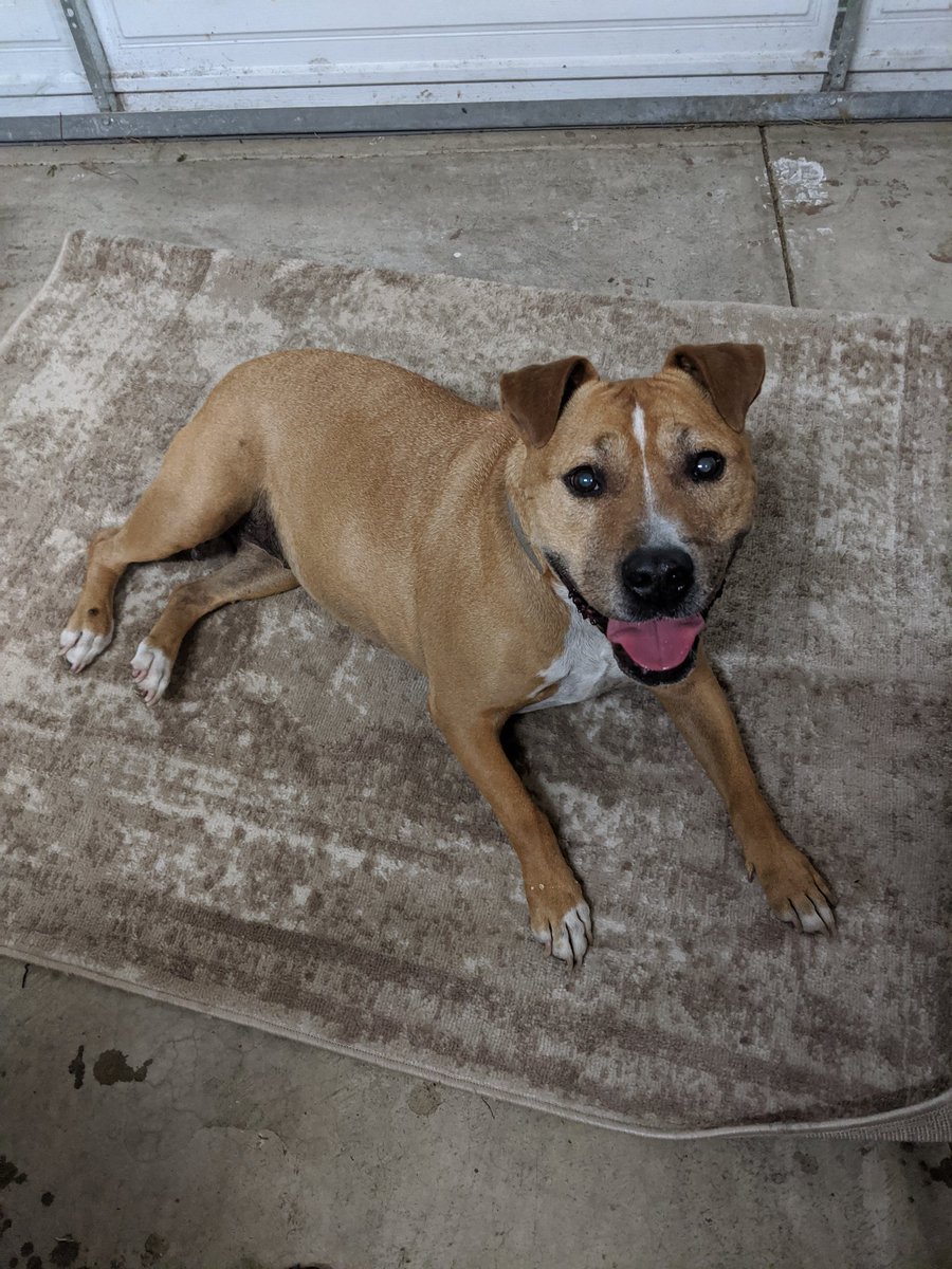 Banner_Free's tweet photo. Found this #LostDog in #Oakland , let me know if you recognize her please! #lostdogs #eastoakland https://t.co/H5Sa2rPHOj