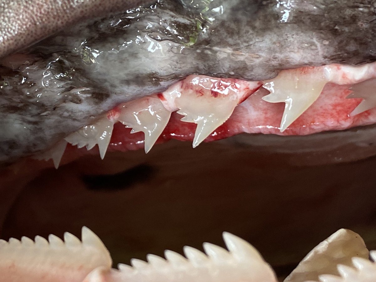 カグラザメ　歯　顎　標本　A3 カグラザメ 歯 顎 標本 A3 カグラザメ 歯 顎 標本 A3