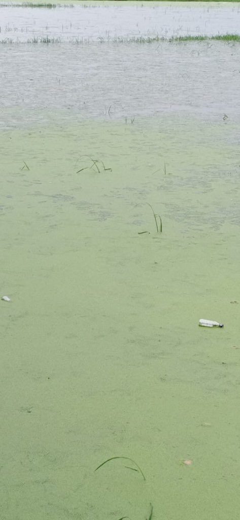 sanjay_mall16's tweet image. @myogioffice @suryapratapbjp @districtmagist1. माननीय श्री मान जी से निवेदन हैं की हम ग्राम वासी -बरसैना ,थाना -अहिरौली बाज़ार ,जनपद -कुशीनगर के निवासी हैं हम ग्राम वासी का १०० एकड़ धान की फ़सल, अधिक पानी लगने के कारण डूब गया जिसके वजह से धान की फ़सल बर्बाद हो रहा हैं