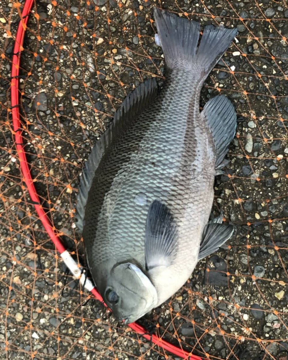 佐々木春樹 またまた館山 黒鯛 51cmーーー 今年2枚目の年無し 早く釣り行きてーーー チヌ 黒鯛 釣り 舟形港 メジナ グレ