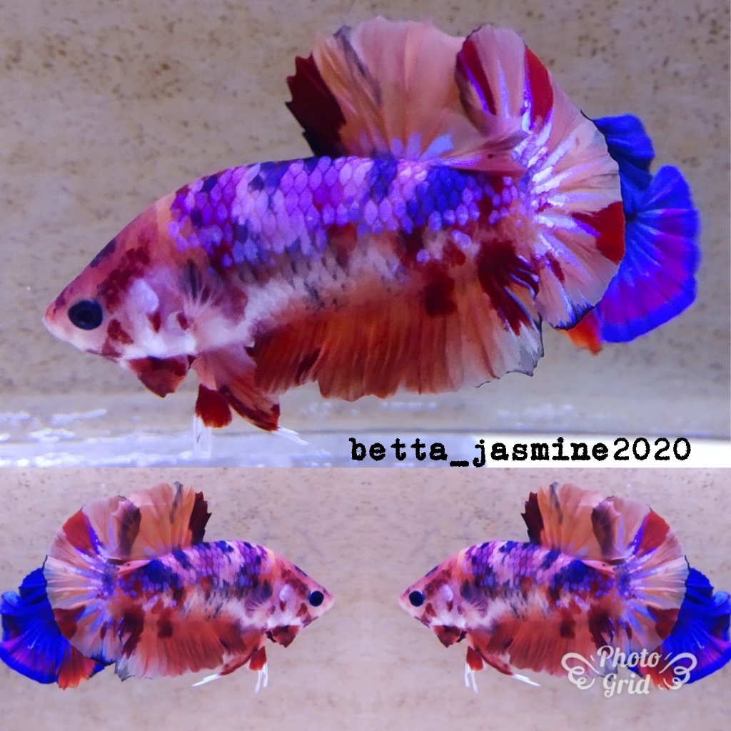 Feeling gut Male, size M, usia 4 bulan, Nemo Galaxy🐠🐠
#bettaindonesia
#bettasragen #bettafish #bettanemogalaxy #bettaavatar #bettanemo #bettaholics #bettaholic #bettanemomulticolour 
#cupangsragen #cupangindonesian #betta #bettaplakat #bettaplakatfancy #bettalove #bettalovers