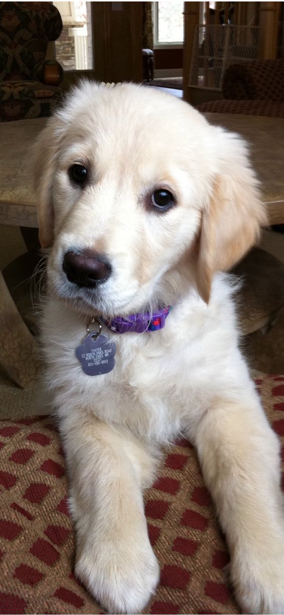 drtoddthayer's tweet photo. Rest In Peace Harper😎. You helped me lose weight, rehab my knee replacement, woke up early with me, and always met me at the door when I came home.  But most importantly you were a special part of our family.  You will be missed 😥 https://t.co/aVejblY6cl