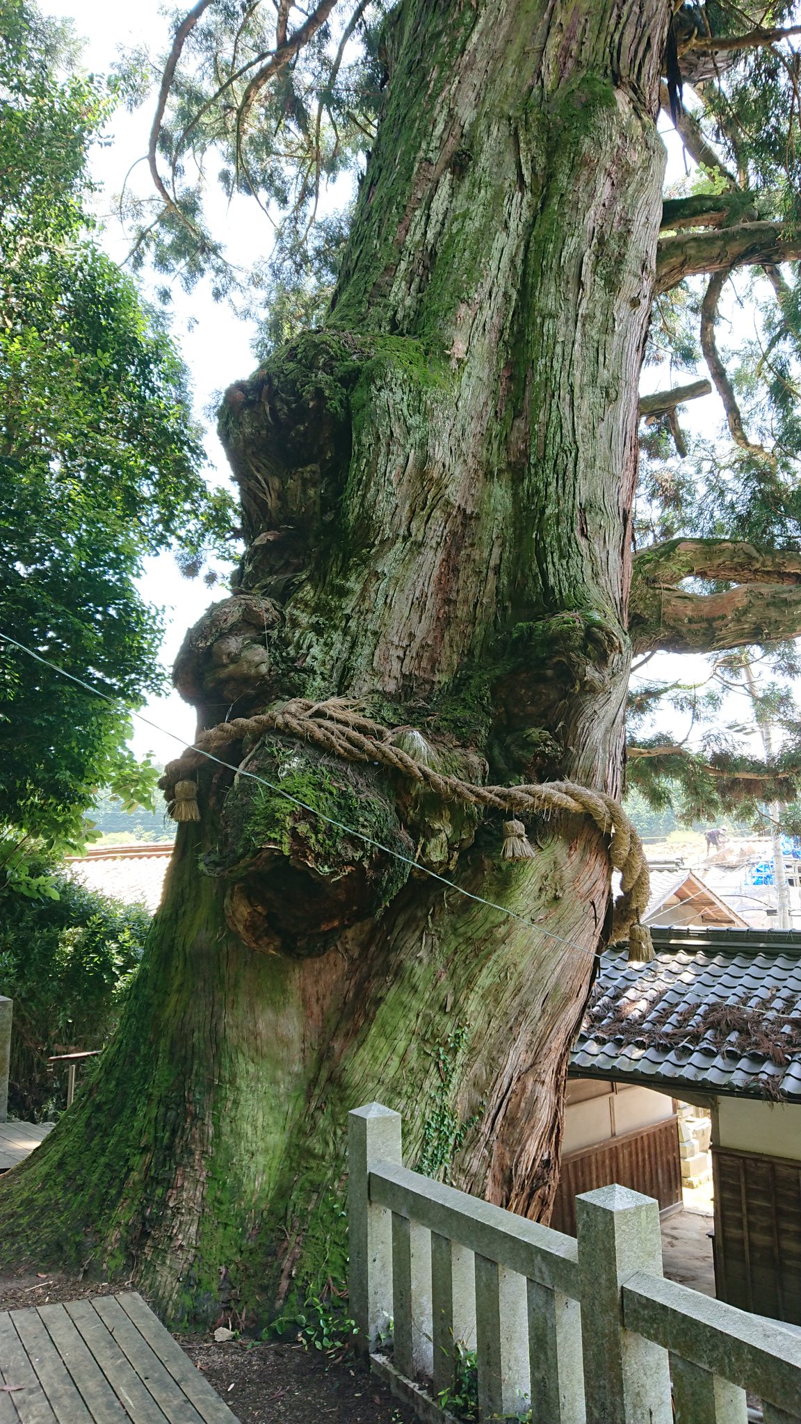 画像 瑞浪市大湫町にある 県の天然記念物の 大湫神明神社の大杉 が倒れたとか この前見に行ったばかりなので本当にビックリしたしショック T Co まとめダネ