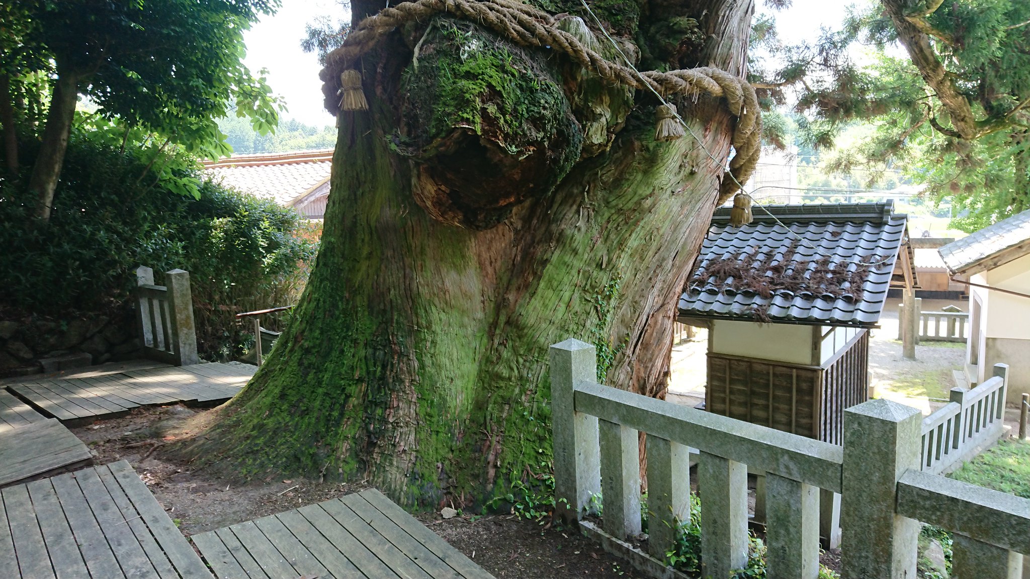 画像 瑞浪市大湫町にある 県の天然記念物の 大湫神明神社の大杉 が倒れたとか この前見に行ったばかりなので本当にビックリしたしショック T Co まとめダネ