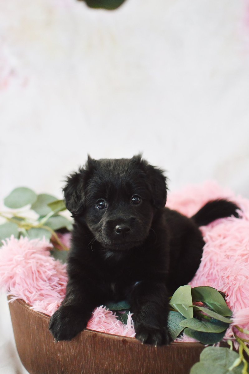 55mmbae's tweet photo. 8 weeks🥺             VS       16 weeks😍 https://t.co/wORIl7L1gL