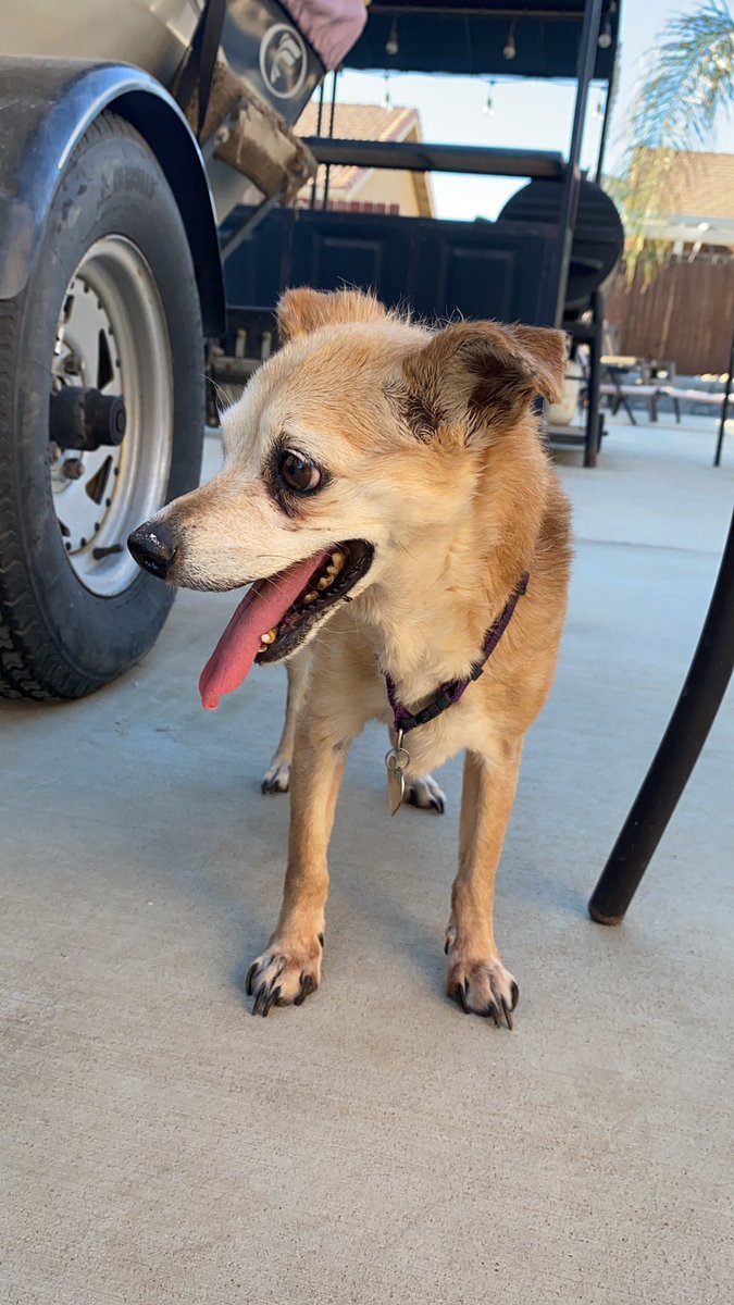 MurderMakenna's tweet photo. I found this dog named Molly in Lemoore CA, please retweet or anything to find the owner. I contacted the number on her collar and they have not got back to me it would mean a lot. https://t.co/1GxG8qKY0L