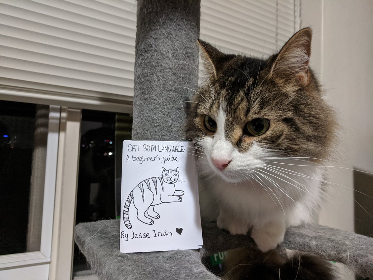 10. International Zine Day! Do you want to buy a zine from Australia about cat body language, modelled here by my very own floof?   #IZM2020 https://www.etsy.com/listing/7...