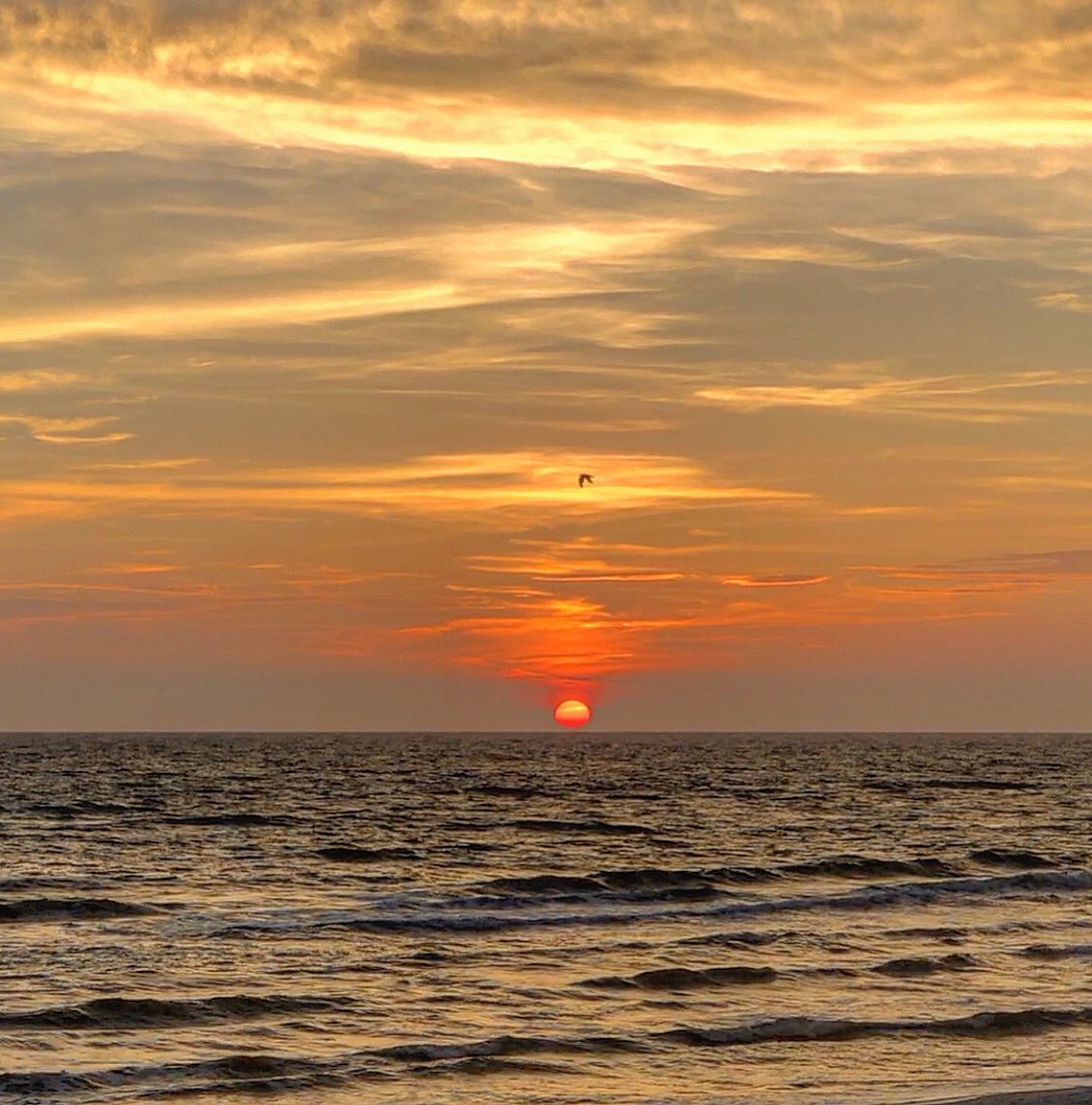 My Scoop tweet media