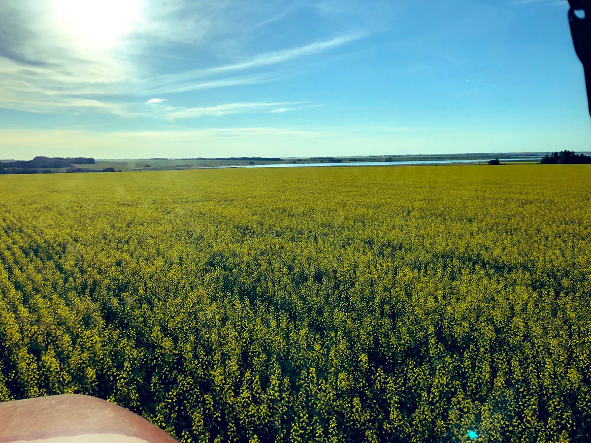Chris_bauer_LL's tweet photo. Nexera 1028 getting some fungicide after 1/2” of rain last night. Pretty happy so far with how our crops are looking. #canolachat #prolinetime https://t.co/wvHdjlR2Qk