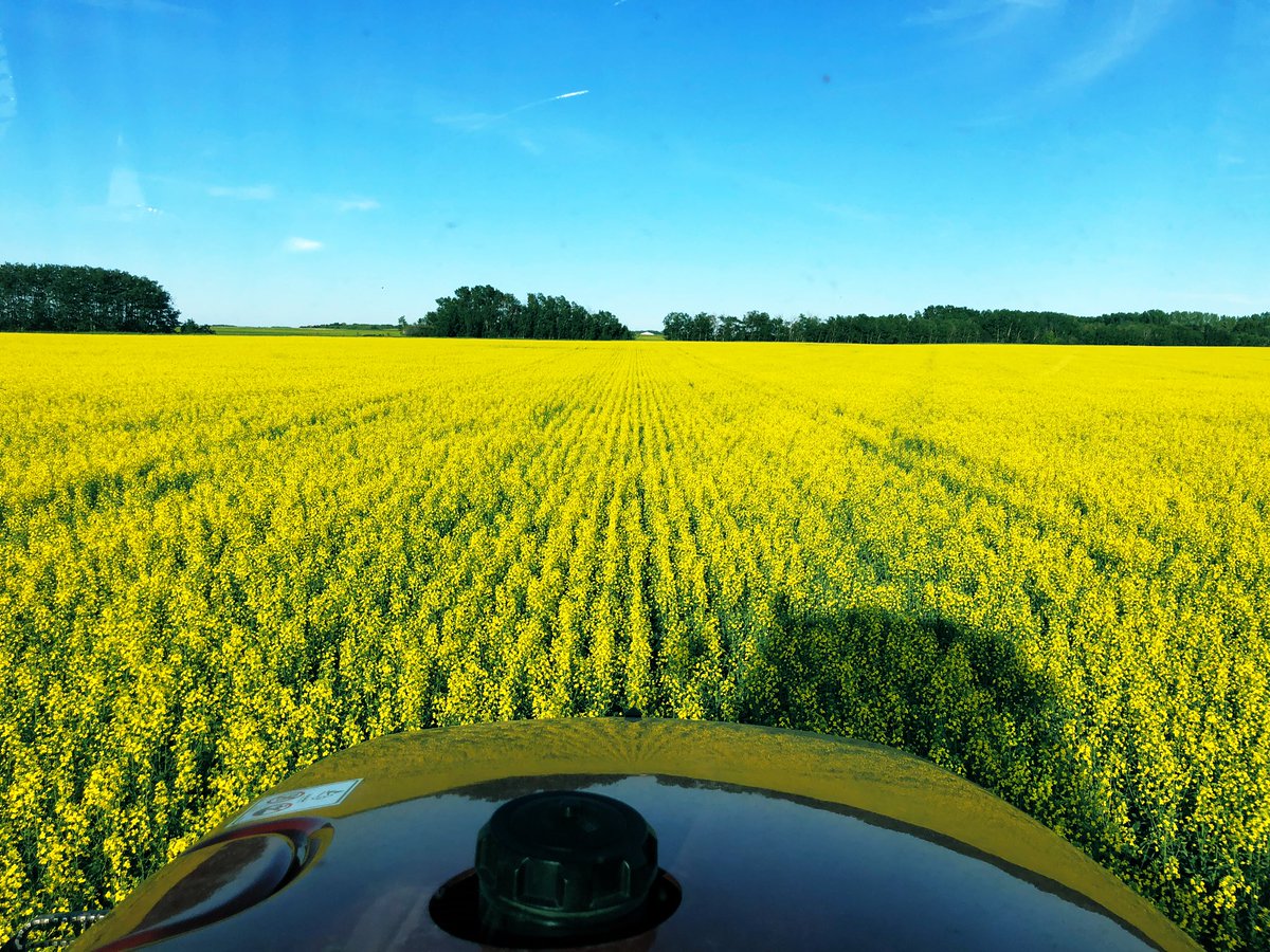 Chris_bauer_LL's tweet photo. Nexera 1028 getting some fungicide after 1/2” of rain last night. Pretty happy so far with how our crops are looking. #canolachat #prolinetime https://t.co/wvHdjlR2Qk