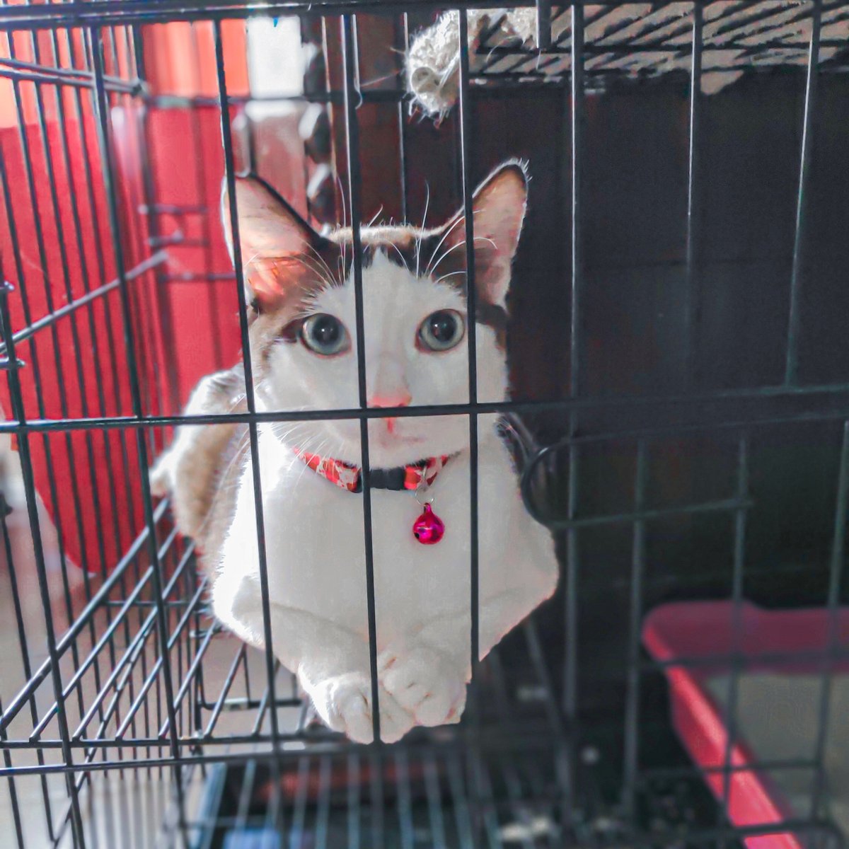 devpao_'s tweet photo. Kenape gue ngerasa nih anak cantik amat yak.. Cakepan doi drpada ogut... https://t.co/87NrEylbRG