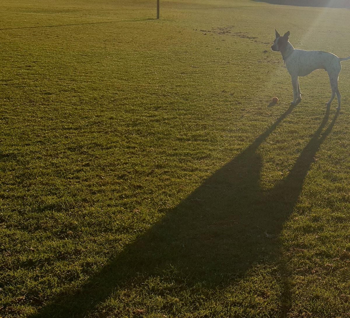 Planographer's tweet photo. #Shadowdog! https://t.co/LUtzdpPXaE