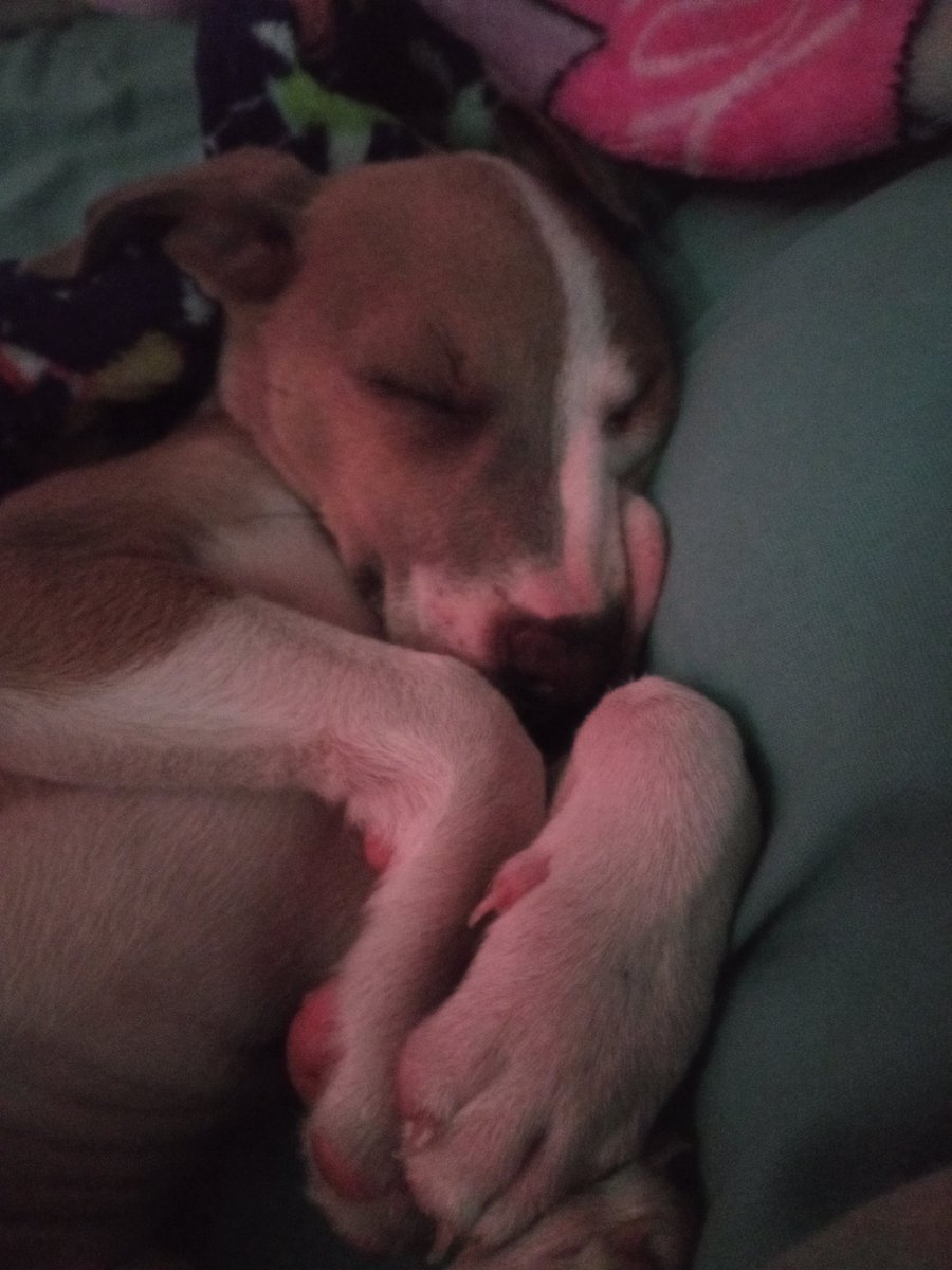 acnhlover's tweet photo. He won't sit still for pictures yet so enjoy my sleeping baby boy, Gus!!!! 😍🥰 He's so small and so sweet. He sleeps just as much as a cat so far! Lol❣️💞😭 https://t.co/or1OStQ1ly