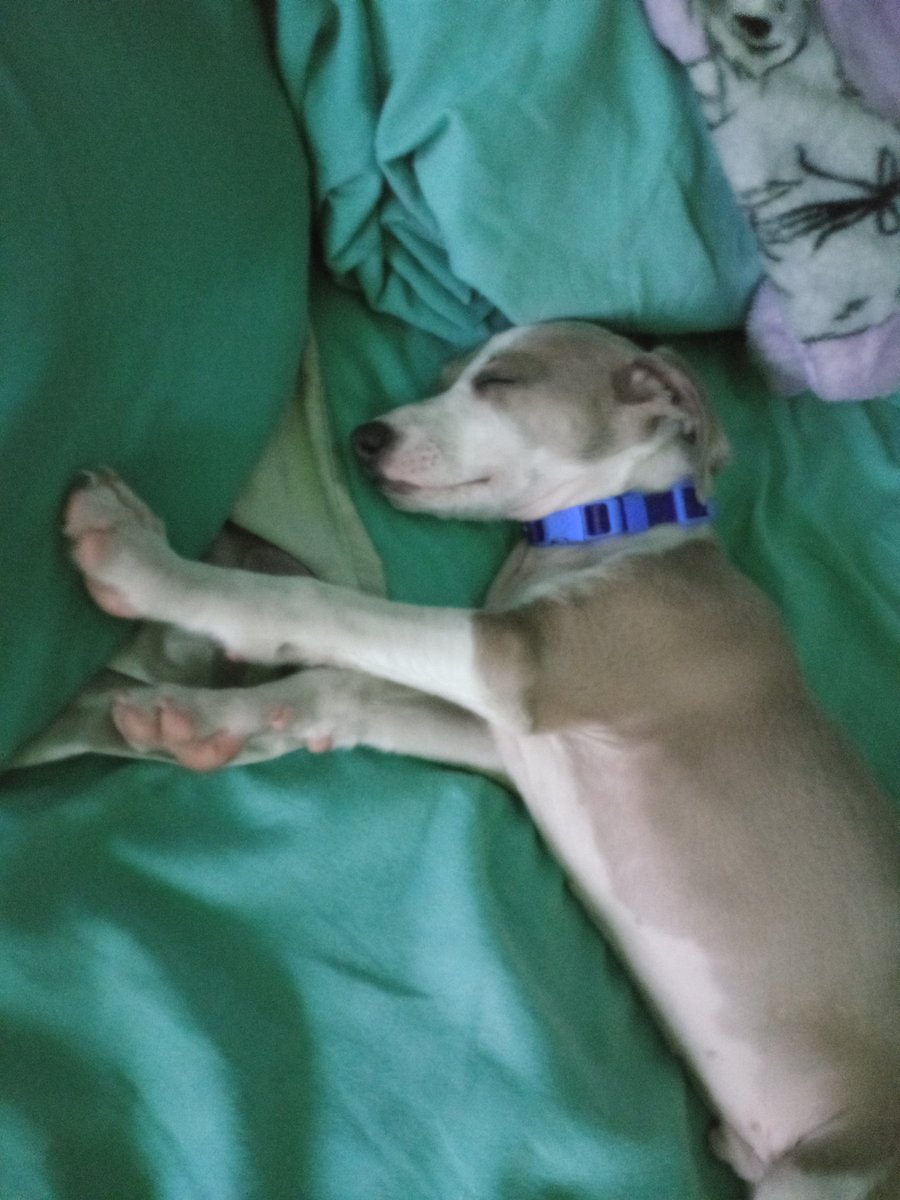 acnhlover's tweet photo. He won't sit still for pictures yet so enjoy my sleeping baby boy, Gus!!!! 😍🥰 He's so small and so sweet. He sleeps just as much as a cat so far! Lol❣️💞😭 https://t.co/or1OStQ1ly