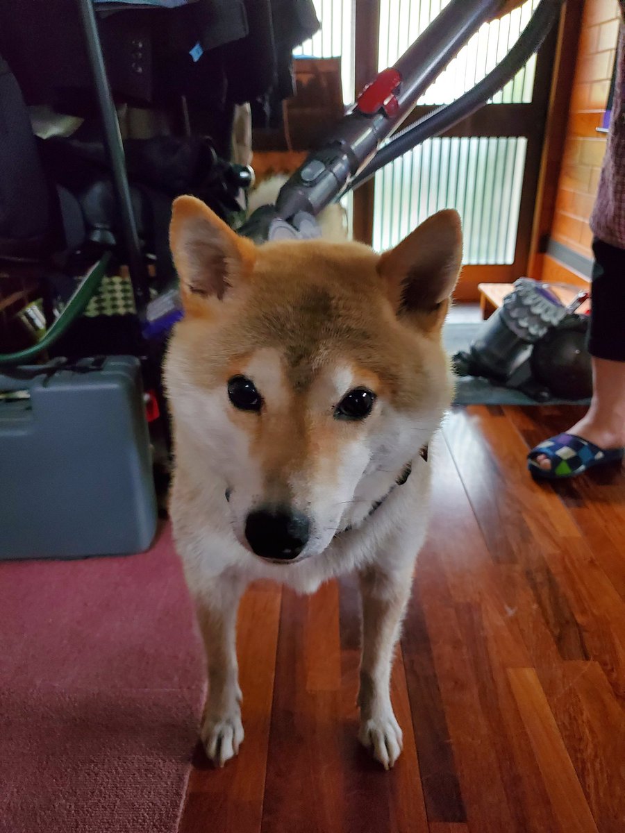 ナルコ 掃除機に吸われる犬 ナルコ 掃除機に吸われる犬