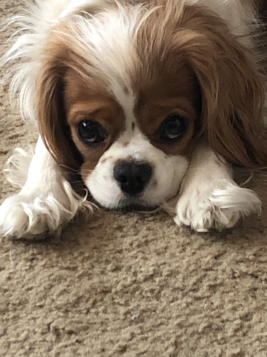 ⁦<a href="/BindiIrwin/">Bindi Irwin</a>⁩ ⁦<a href="/TerriIrwin/">Terri Irwin</a>⁩ ⁦<a href="/RobertIrwin/">Robert Irwin</a>⁩ ⁦<a href="/chandlerpowell9/">Chandler Powell</a>⁩  look I have a Romeo like your pup❤️❤️❤️