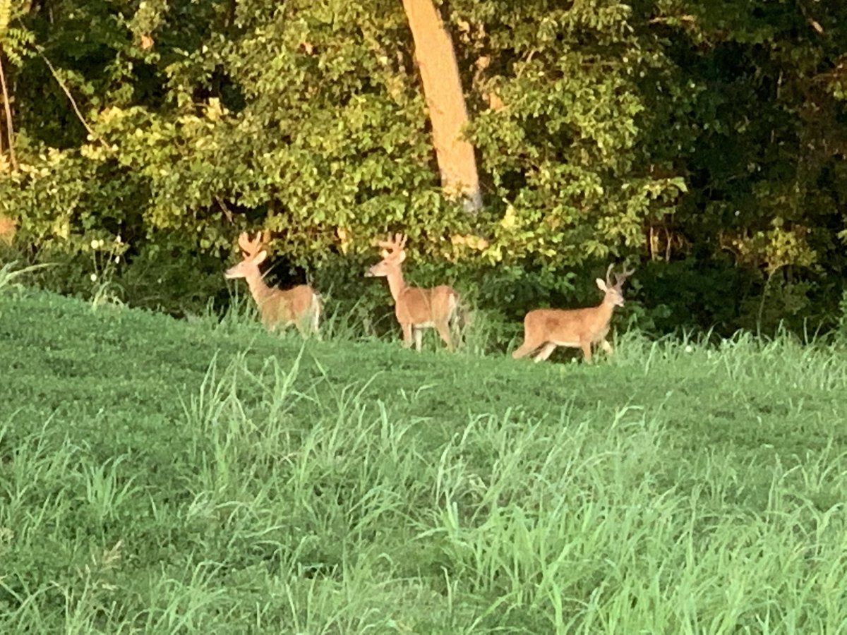bill795's tweet photo. Urban herd out for stroll on a Saturday night https://t.co/9CsYWkaihz