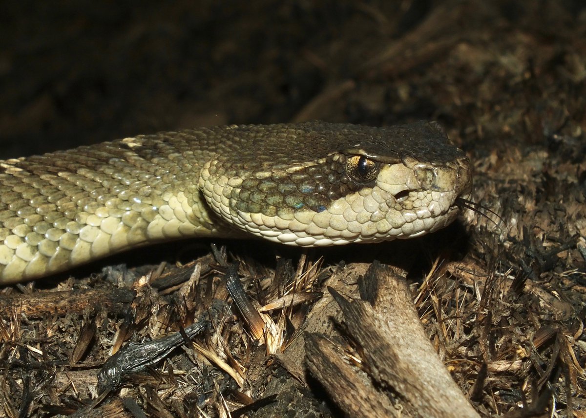 WRSOpines's tweet photo. A baby Northern Pacific in the process of being moved off a road, and  an adult male Northern Pacific showing off his pretty eyes. #RattlesnakeBeautyPageant https://t.co/HJEpogYkj4