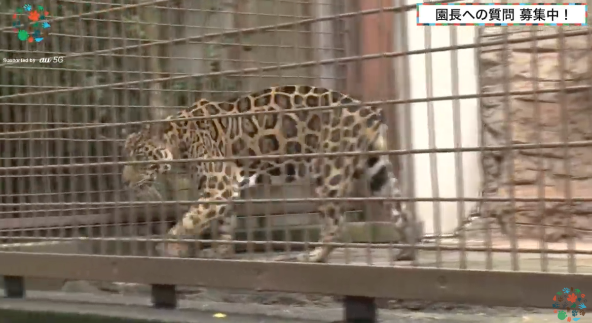 One Zoo Ar Twitter ネコ科の動物たちのお話を語る 前田園長 ジャガーのサスケのしっぽは赤ちゃんのころになくなったようです ふむふむ とべ動物園 動物の赤ちゃん Zoo At Home ピューマ ジャガー サスケ T Co Qbgrsfm4dt T Co 7rjrpucibk