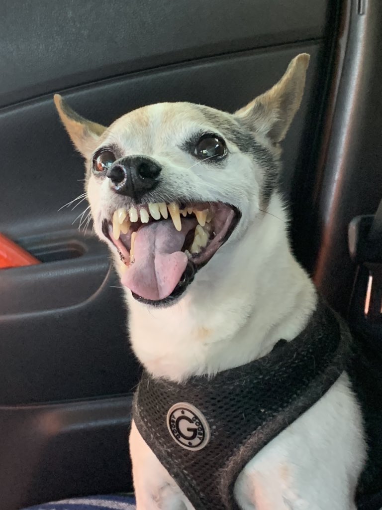 PedRamoss's tweet photo. Guys plz pray for my dog there’s nothing wrong with him he’s just ugly as shit. https://t.co/NTBGL2v6Fd