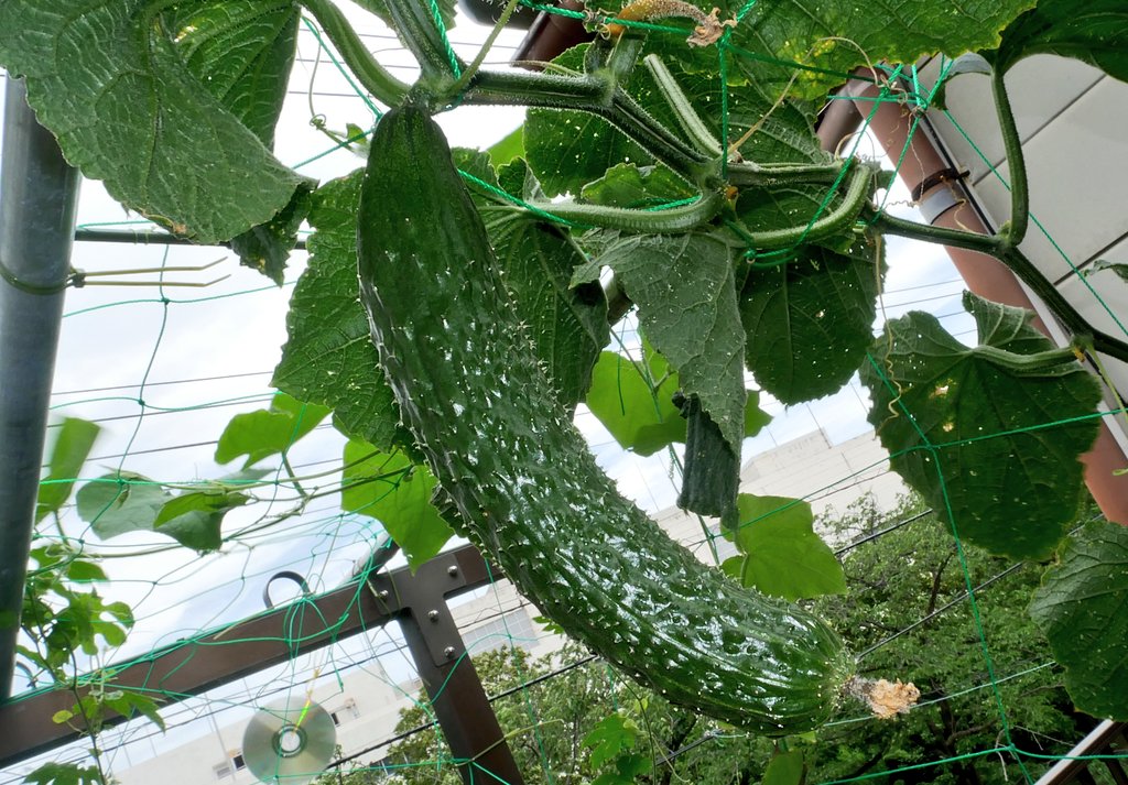 きゅうり栽培
