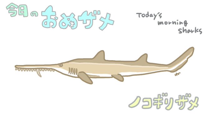 ノコギリザメのtwitterイラスト検索結果 ノコギリザメのtwitterイラスト検索結果