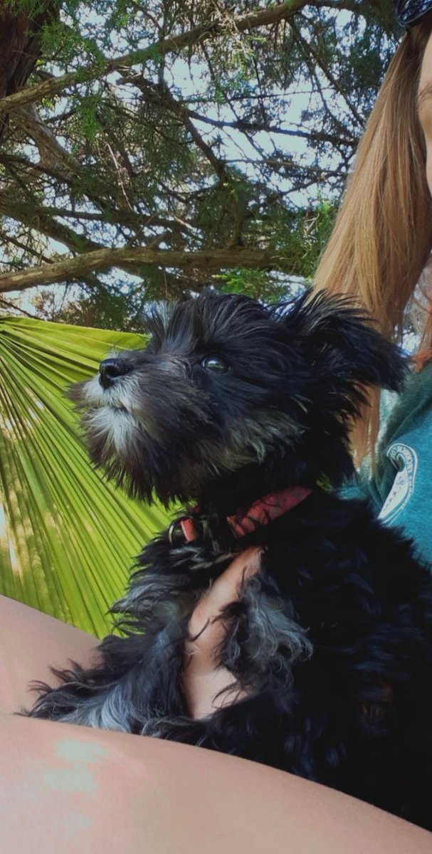 Savvy_GK's tweet photo. Update: Sofie (aka: lil monster, bb girl, crazy) got bigger she is now 14 weeks or a lil over 3 months old. She is full of energy, loves cuddles, chews/eats everything, and found her voice! She learned to do stairs and conquered her fear of jumping on and off the couches! ❤🐾 https://t.co/ZK5TsTiITB