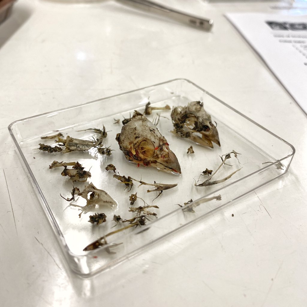 pueoproject's tweet photo. #Pueo eat a variety of things ranging from rodents, small birds, and insects. By carefully examining the parts we find in pellets, we can identify the prey species. In this pellet, we found the remains of at least 2 Red-crested Cardinals! https://t.co/gRstKNHxAO