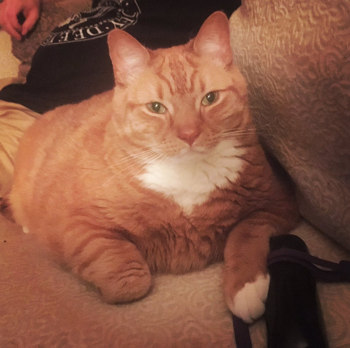 TheDailySimba's tweet photo. Good evening! Love, Simba ❤️😻#catsofinstagram #catsoftwitter #LoveMyCat https://t.co/48fMkJ2lCx