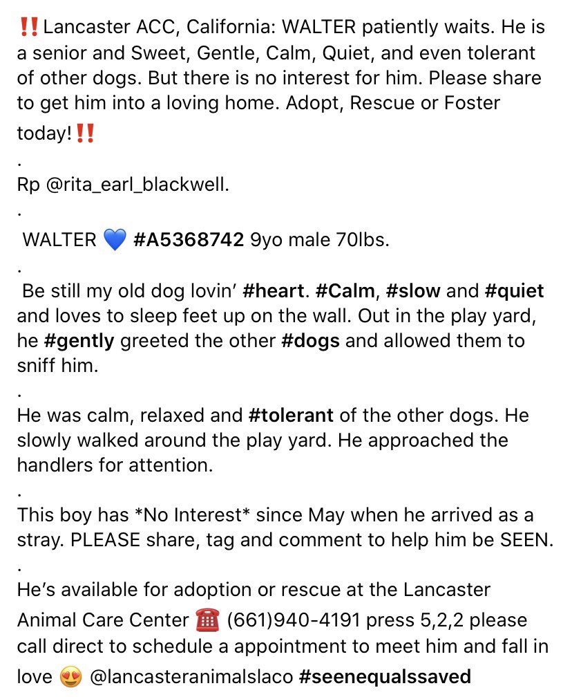 Poor Walter 9 yr old senior has been at #LancasterShelter since May with no interest 😞😞😞he is available for #adoption or #rescue , please help me share this calm, sweet, quiet angel 😇 who gets along well with other pups  #adopt #foster #rescue #pledge #rt