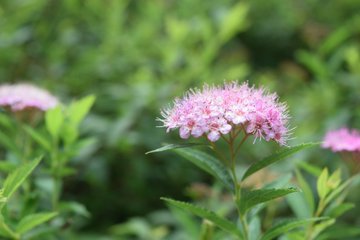 庭木や生け垣に人気の植物 シモツケの育て方や開花 剪定の時期を解説 月にサボテン