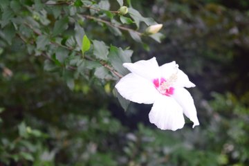 庭木や生け垣に人気の植物 シモツケの育て方や開花 剪定の時期を解説 月にサボテン