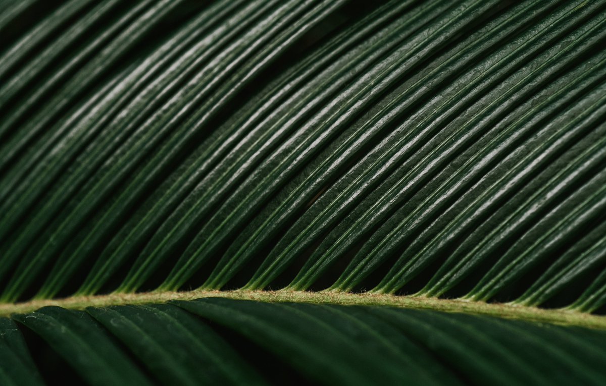 monestera_spp's tweet photo. Maybe from now on ill just tweet out 4 photos to accompany my tweets so they look less awful than just regular words https://t.co/vR64a3g8KV