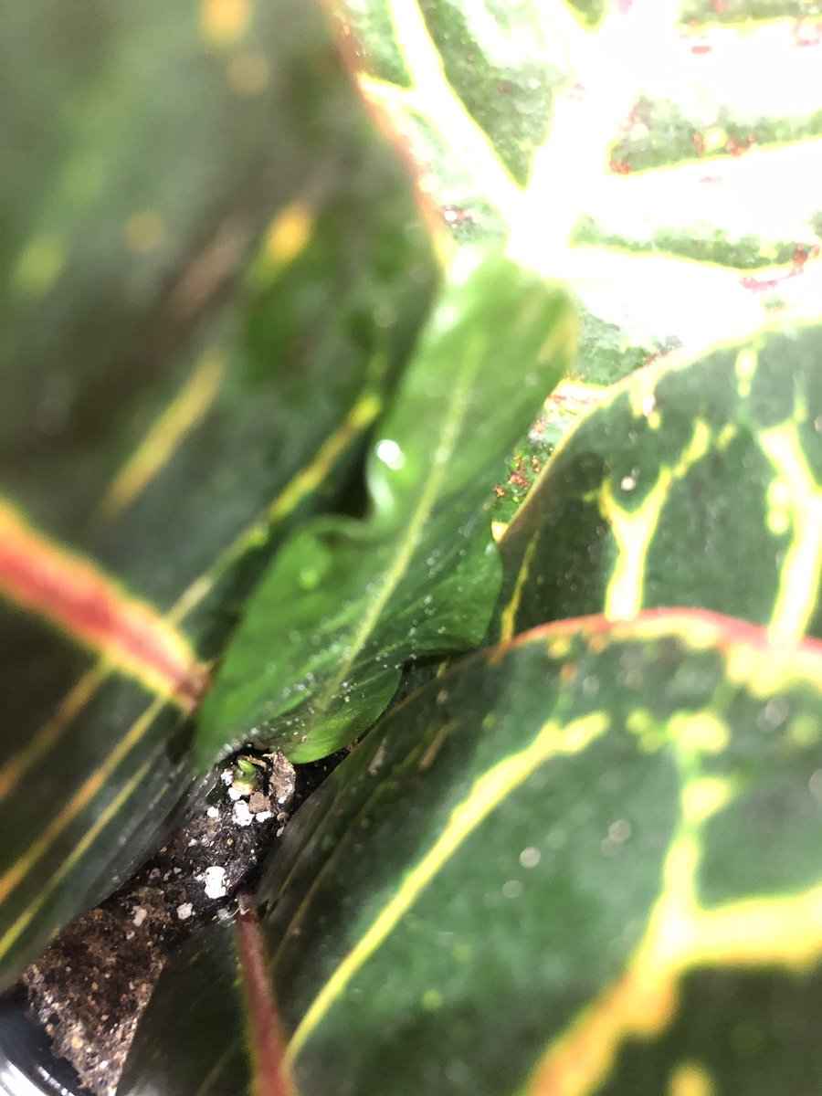 Rebecca Andrews tweet media