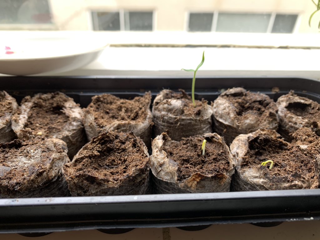 wednesdaydead's tweet photo. Yang ni cili degil. Out of 12...1 je naik. Yg 2 newly sprouted tu baru tenyeh biji cili dari sambal belacan 2 minggu lepas. 🌶 #windowsillgarden https://t.co/7yeT6IbNQ4