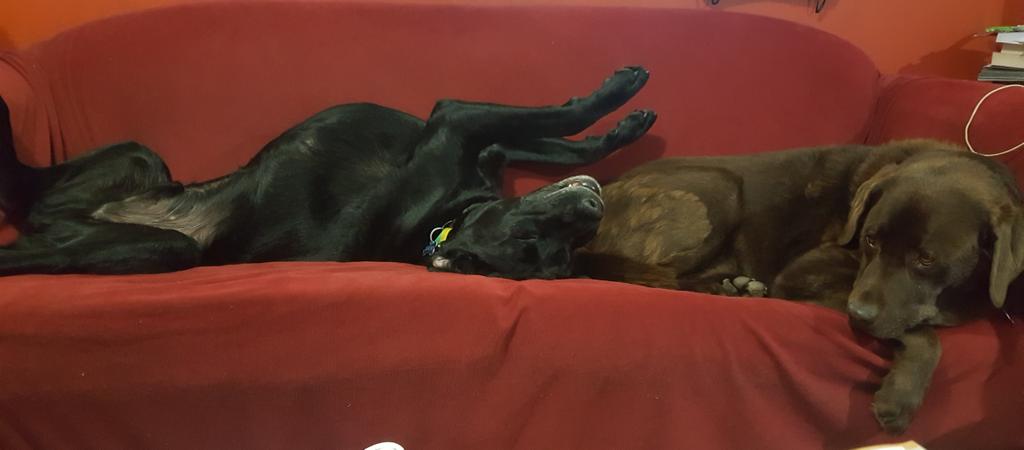 TwoDogHowl's tweet image. Lazy Sunday afternoons...