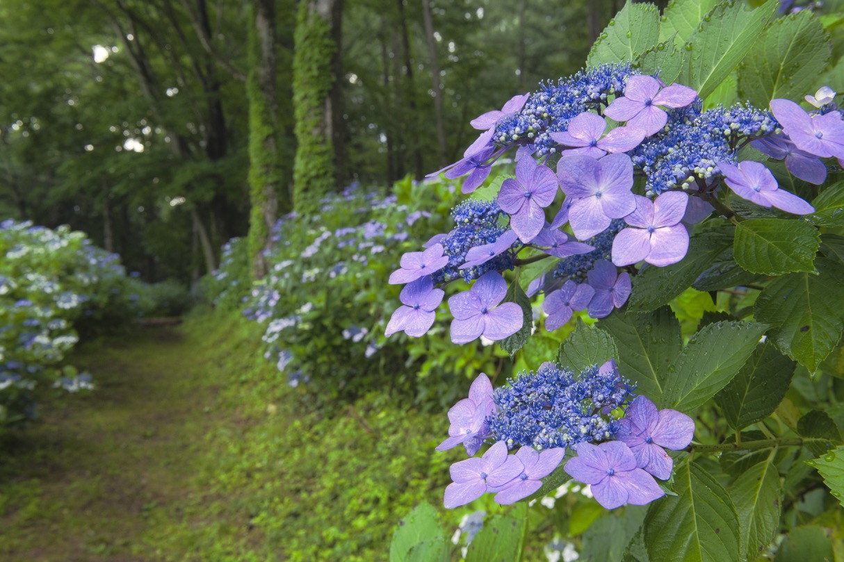 こたろう 長野 花のある風景 長野県上田市 07 12 上田市前山のあじさい小道では 紫陽花が見頃をむかえています 藪蚊対策は必要かも 信州 上田市 夏 紫陽花 あじさい小道 風景写真 T Co Uccozpqdmx Twitter