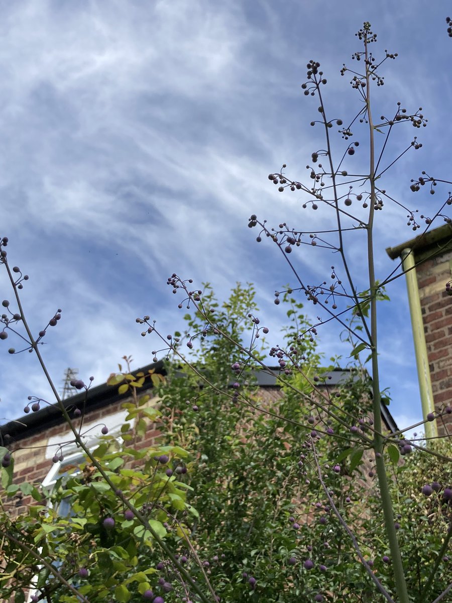 Bud Garden Centre tweet media