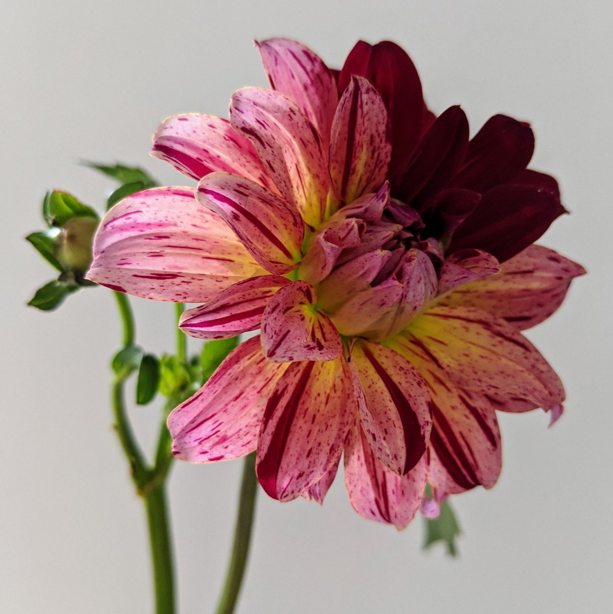 florryflorals's tweet photo. My first Dahlia I have ever grown! Sadly it got broken of its tuber too early, but continued to bloom in the vase instead!
#dahlia #dontgiveup #florist #Northampton #loveflowers #cuttingpatch https://t.co/qiuAD11bTo